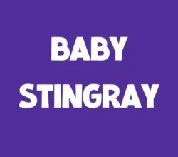 Baby Stingray Font Free Download